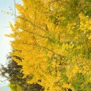 군위군부계면대율보건진료소 | 11월-13. 가을의 단풍 데이트 <군위> -1. 행복한밤마을