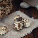 대한메추리 이미지