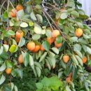 하얀배 민박 이미지