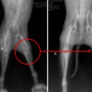 코아동물병원 이미지