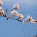 온천단지 가로수길 이미지