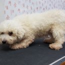 상콤 발랄 헬로퍼피 이미지