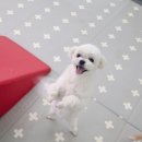 마마독스 애견호텔 이미지