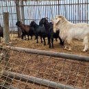 송가네영양탕 이미지