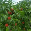 대월농장 이미지