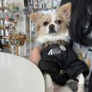 딩가댕가 이미지