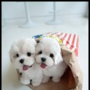 조이퍼피 강아지분양 이미지