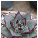 원종농장 이미지