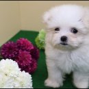 페리토 고양스타필드점 이미지