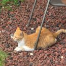 장꼬방 | 우면동 카페 장꼬방 - 점심시간에 다녀온 후기