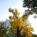 @ 도봉구 방학동 늦가을 산책 ＜연산군묘, 방학동 은행나무, 정의공주묘역, 충정공 목서흠묘역＞ 이미지