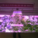 식물공장과 LED 조명을 이용한 식물재배에 관한 과학적 고찰 ( 1 ) 이미지