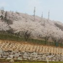 삼척 4월의 벚꽃 -시내와 오랍드리산소길 이미지