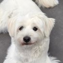 UR(오산시)-[오산천로]-하-9 | 폭염엔 여기 어때? 울집 강아지 여름 산책 고민 끄읕🐶✨