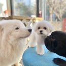 텐시퍼피 이미지