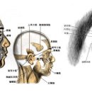 이문혈TE21 이문(耳門 2개 혈) : 이미지