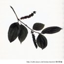 블랙페퍼( Black Pepper ) 이미지