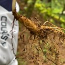 김영란농장 | 산양삼 선물세트 거래처 추석선물로 인기