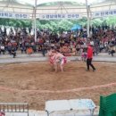 자인계정숲(씨름장) 이미지