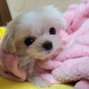 인천 강아지분양 고양이분양 미유펫 이미지