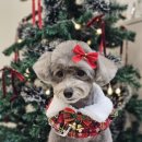 포댕포댕 이미지