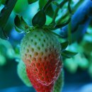 싱싱딸기 이미지