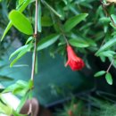 달구치킨 이미지