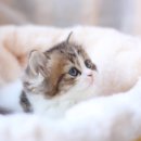 나는 고양이에 빠지다 이미지