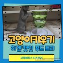 하겐 캣잇 푸드트리 고양이 먹이 트릿 장난감으로 추천하는 이유