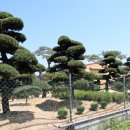 봉림조경