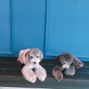 하꾸나마루다 이미지