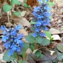 Ajuga multiflora(조개나물) & 자란초 이미지