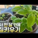 바질 Daum카페