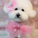 다정한 개아빠 이미지