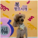 편안한댕 이미지