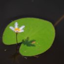 국화저수지 이미지