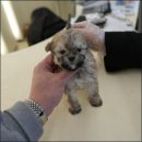 대구강아지분양 홍스퍼피 이미지