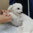 한스동물병원 이미지