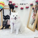 독스테일