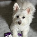 아이케어 | 강아지루테인 아이케어 나노필름 급여 후기