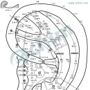 耳針 - 이침 혈자리와 효능 이미지