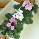 바이올렛 이미지