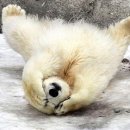 데구르르 이미지