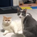 와우종합동물병원 이미지