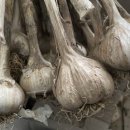 섬강농원 이미지