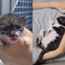 한마음펫 이미지