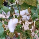 목화약국 이미지