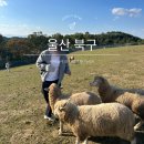 현대목장 | 울산 양떼목장 입장료 할인 교통 애견동반 당일치기여행 총정리