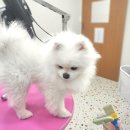 플러스애견미용실 이미지