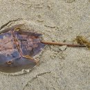 초콜릿케이크(CHOCOLATE CAKE) 이미지